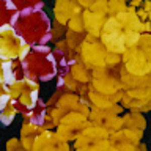 Meet your Posher, Karileni